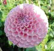 hamari rosé.jpg (72657 bytes)