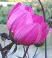 tulipdahlia1.jpg (8037 bytes)
